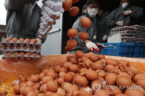 살충제 계란 폐기하는 방역당국