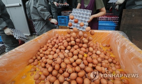 폐기되는 살충제 계란 [연합뉴스 자료사진]