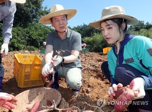 고구마 수확 체험하는 안철수