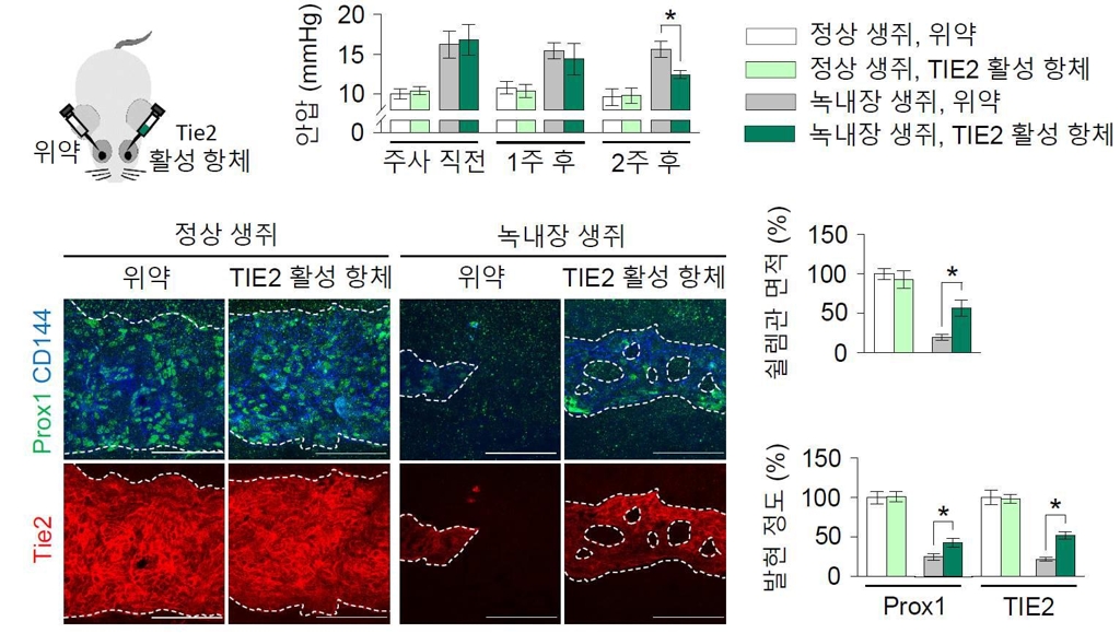 녹내장 유발 생쥐에서 TIE2 항체를 투여한 뒤 안압이 내려간 모습