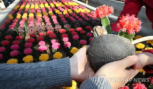 접목 선인장