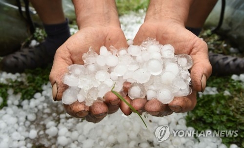 '우박 폭탄'에 벼·과일 우수수…전국 1천900㏊ 피해 - 1