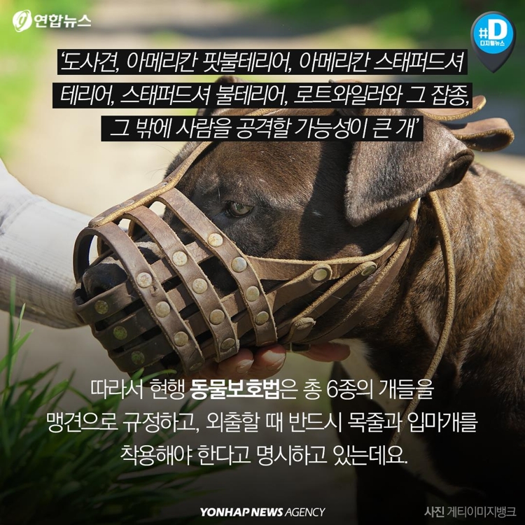 [카드뉴스] "우리 개는 안 물어요"…개주인 무책임에 대형사고 난다 - 6
