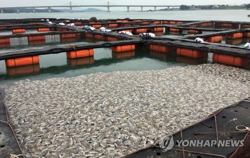 집단 폐사한 돌돔
