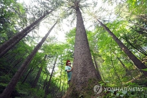 국유림 [연합뉴스 자료사진]