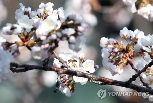 벚꽃 개화 시작