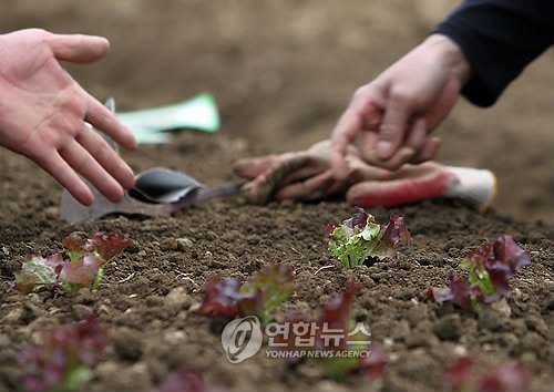 도시텃밭