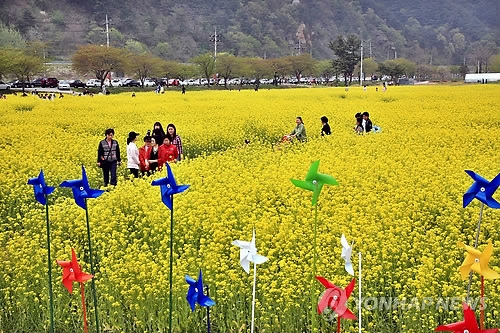 삼척 유채꽃밭으로 봄나들이 가요. [연합뉴스 자료사진]