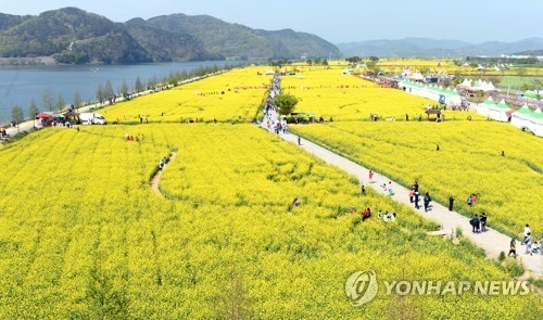 낙동강변 유채꽃 세상