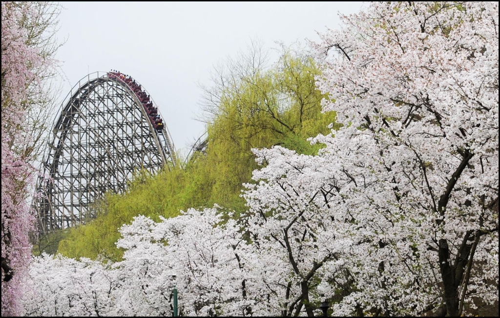 에버랜드, 13∼15일 '용인에버 벚꽃축제'