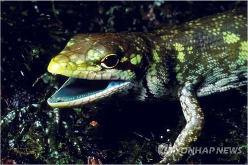 뉴기니섬 녹색피 도마뱀