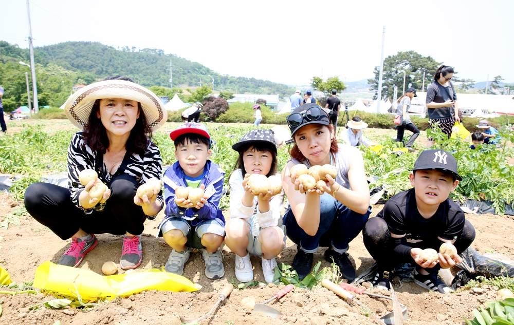 지난해 팔봉산감자축제 감자캐기 체험 참가자들