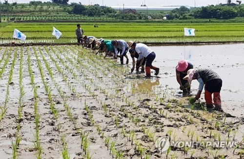 통일쌀 모내기