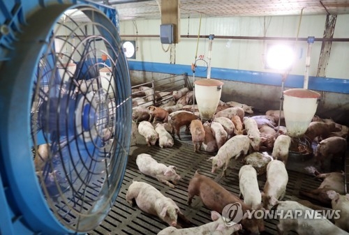 폭염에 가축도 죽을 맛…전국서 닭·돼지 42만여마리 폐사 - 2