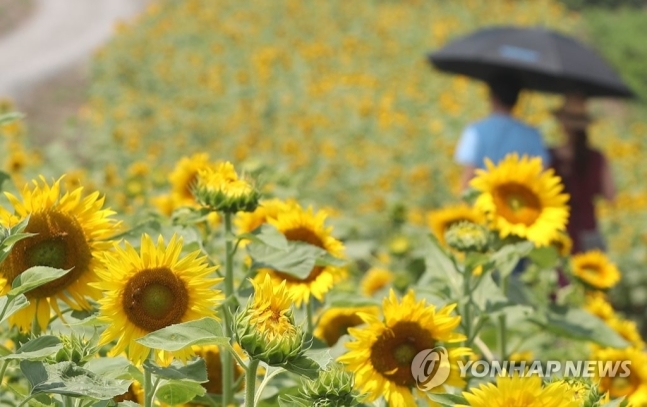 함안군 강주마을 해바라기