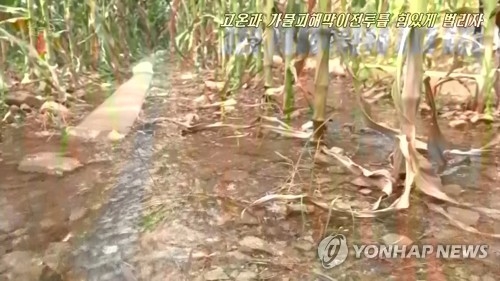 말라가는 옥수수밭…北 기록적 폭염에 가뭄 '비상'