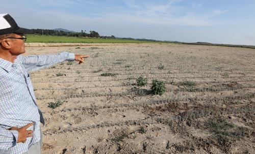 폭염과 가뭄으로 생육이 부진한 대파밭