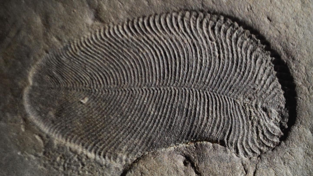 5억5천800만년 전 디킨소니아 화석 