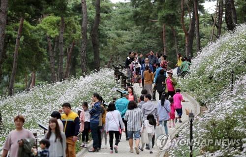 정읍 구절초 축제에 몰린 관광객