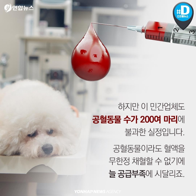 [카드뉴스] 우리 개와 고양이도 헌혈해보면 어떨까요? - 5