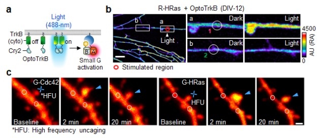 신경세포와 쥐 뇌 조직 내 마이크로 단위 단백질 관찰