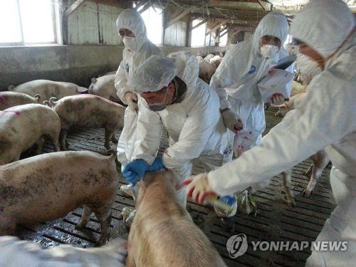 충남 양돈 농가 구제역 백신 접종