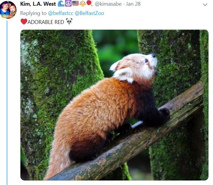 레서판다