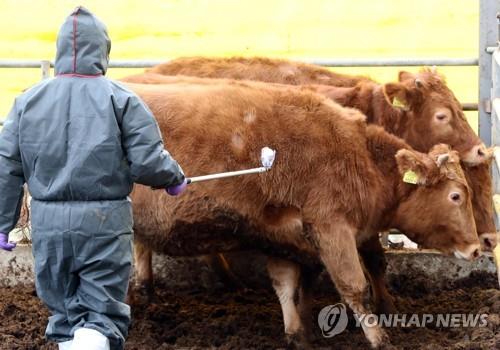 구제역 백신 접종