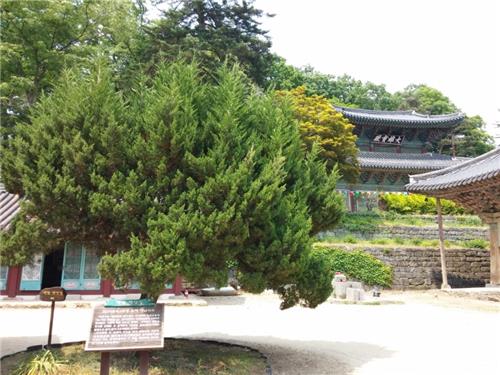 김구 선생이 마곡사에 심은 향나무
