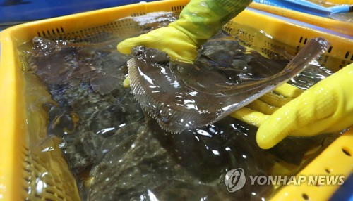 경남 창원시 마산합포구 어시장 도다리