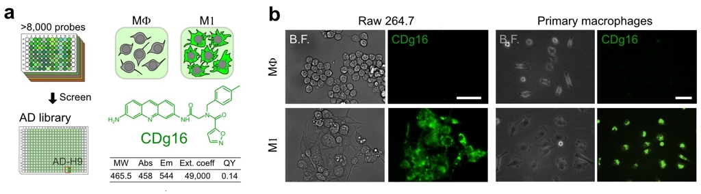 (a) 형광 유기 분자 라이브러리를 스크리닝해 활성화대식세포를 선택적으로 염색할 수 있는 새로운 형광물질(CDg16)을 발견했다.(b) 세포주(왼쪽)와 동물유래(오른쪽) 활성화대식세포가 CDg16에 의해 염색됐다. [IBS 제공=연합뉴스]