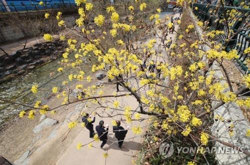 봄소식 알리는 산수유