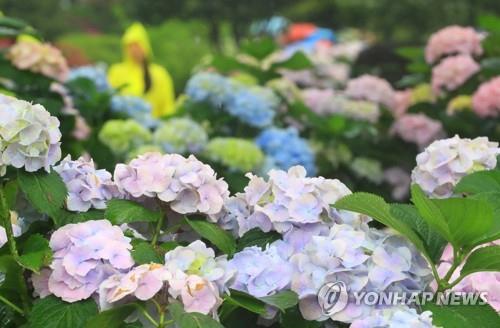 봄비 맞은 수국