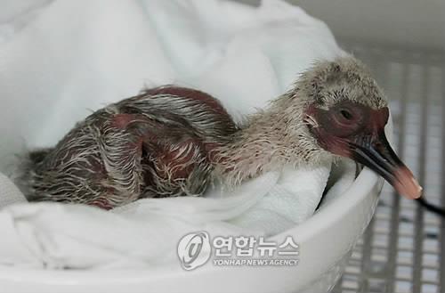 부화한 창녕 따오기 새끼