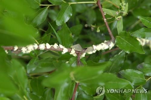 갈색날개매미충