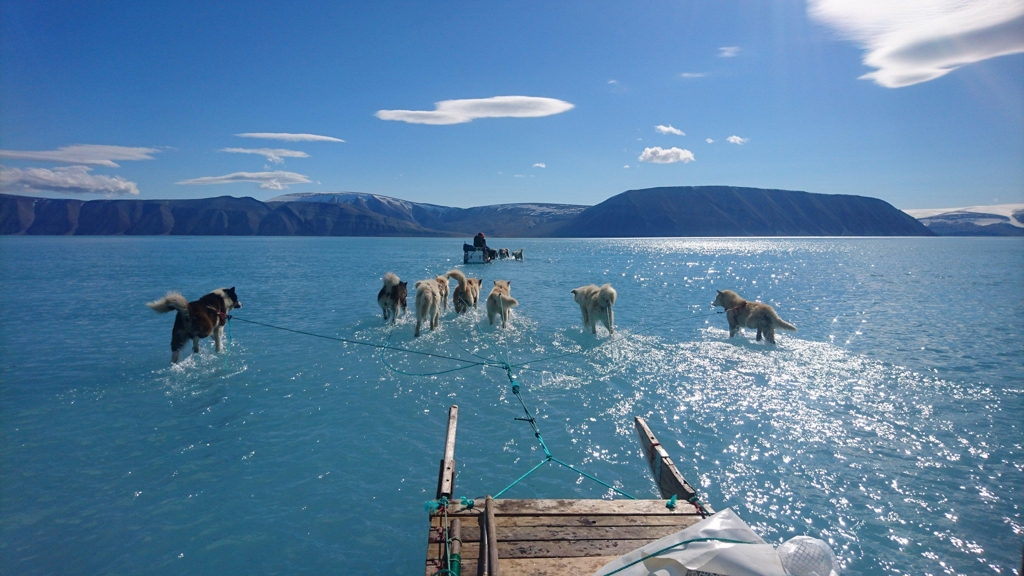 그린란드 얼음물 속을 달리는 썰매개