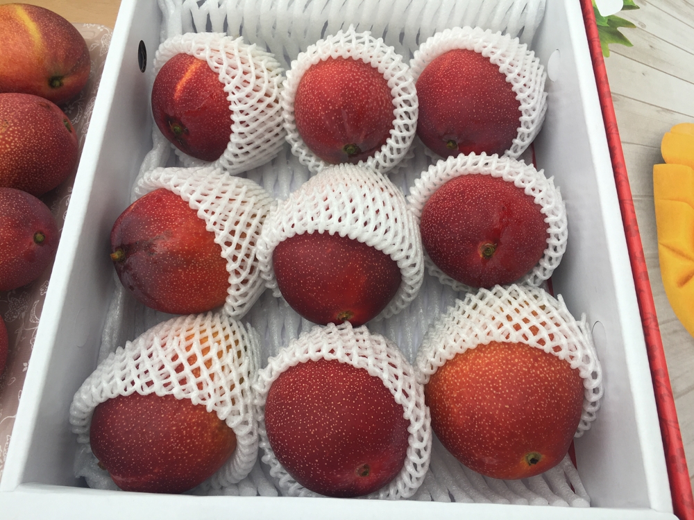 곡성 재배 애플망고