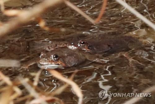 무등산 평두메 습지에 서식하는 북방산개구리