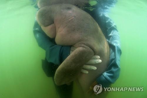 보호구역 관계자에게 안겨있는 '아기 듀공' 마리암