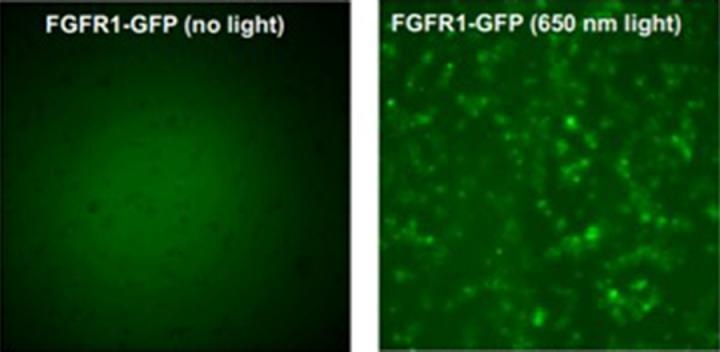 레이저 빛을 쪼인 FGFR1(우측)과 자연상태의 FGFR1