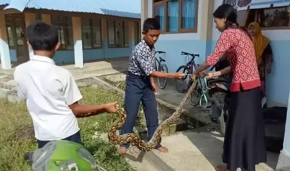 맨손으로 2.7m 뱀 잡은 인도네시아 교사와 아이들