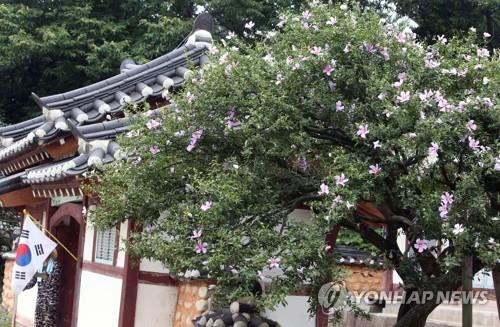 일제 강점기도 살아남은 국내 최고령 강릉 무궁화나무