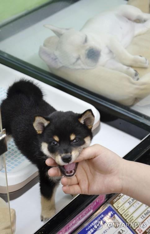 일본 도쿄도의 한 반려견 판매소의 강아지
