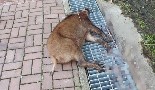사살된 멧돼지