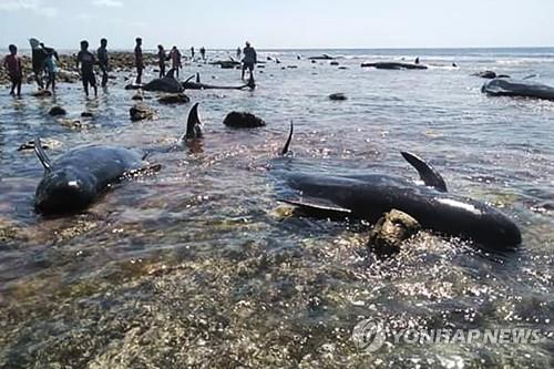 인도네시아 사부섬 해변에 밀려온 고래 17마리