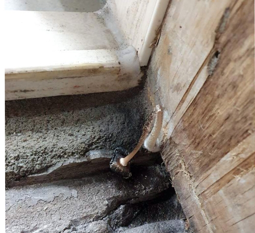 1년도 안 된 아파트 욕실에 곰팡이와 버섯