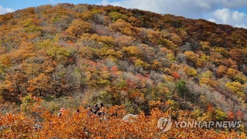 설악산 올가을 단풍 절정 (양양=연합뉴스) 이종건 기자 = 19일 오전 설악산 국립공원 한계령 구간의 단풍이 붉게 타오르며 절정에 이르고 있다. 2019.10.19 momo@yna.co.kr