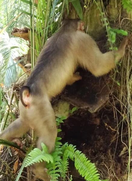 팜나무 구멍의 쥐 은신처 사냥하는 원숭이