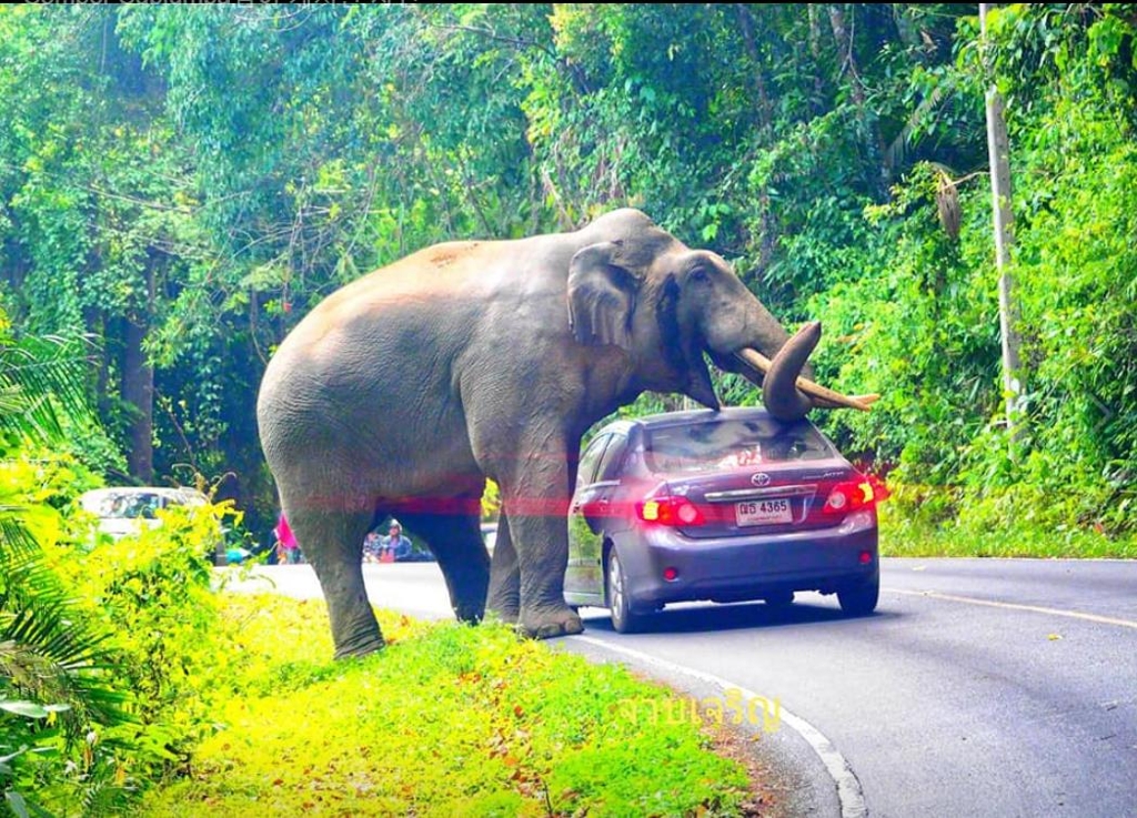 수컷 코끼리 두에아가 차량 뒷유리 위에 코를 올려놓은 모습