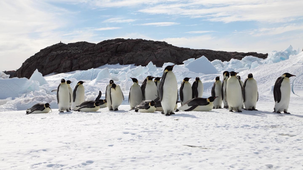 남극의 황제펭귄 집단